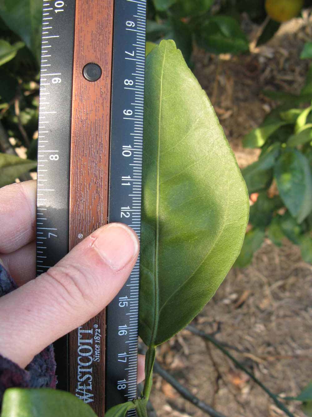              Unifoliolate leaf (Winter Haven, FL)       